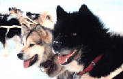 Be The Leader In Your House! dogfr1