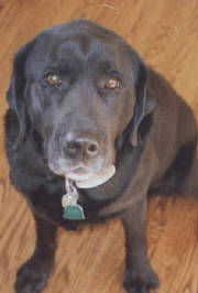 Problem Dog Behaviors dogfr4.jpg.w180h266