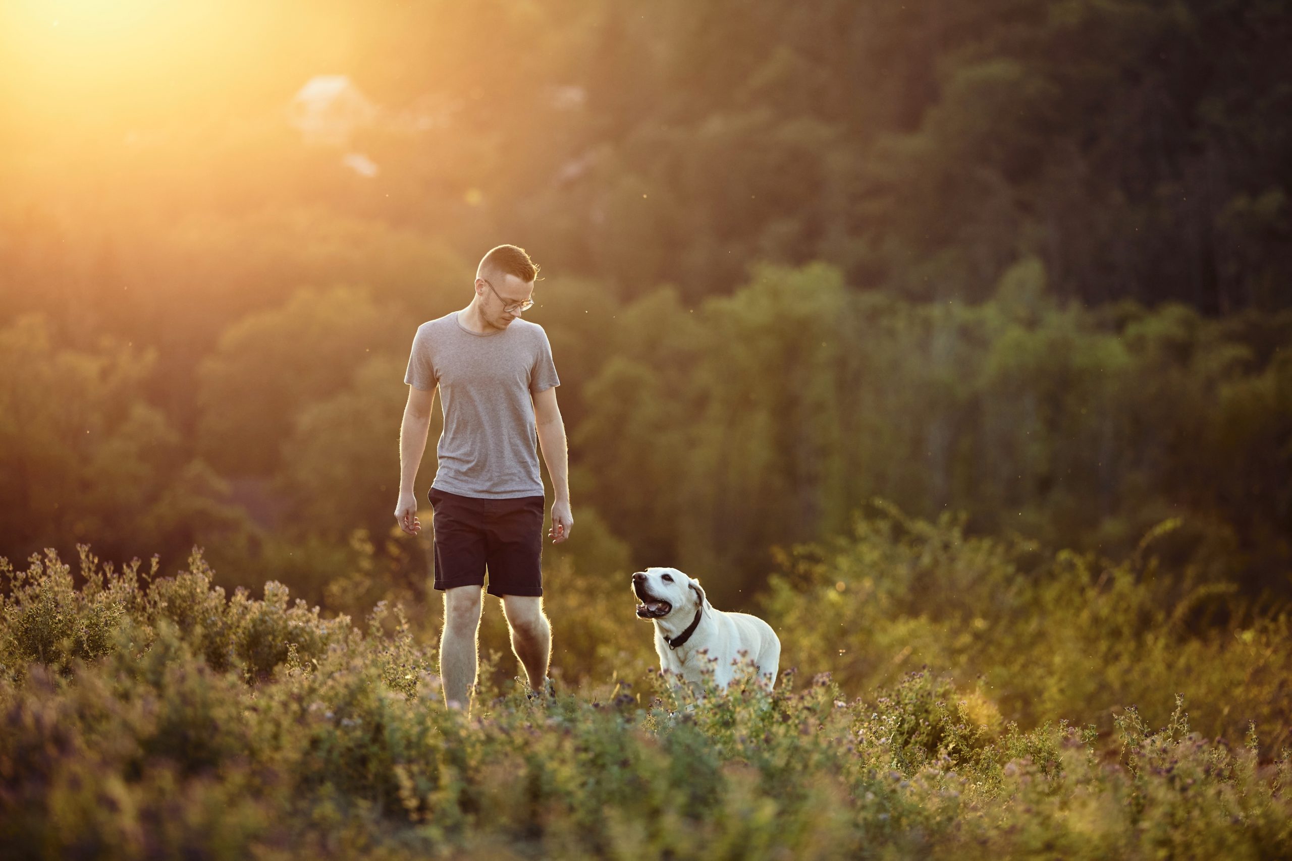 man with dog walking on meadow at sunset