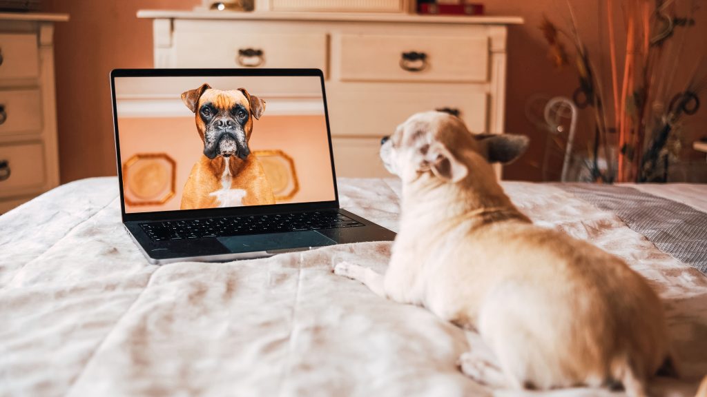 cute dog sitting on bed in front of laptop on video call with his dog friend in bedroom