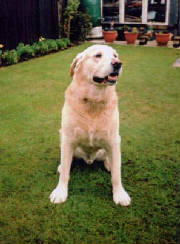 labrador1.jpg.w180h244