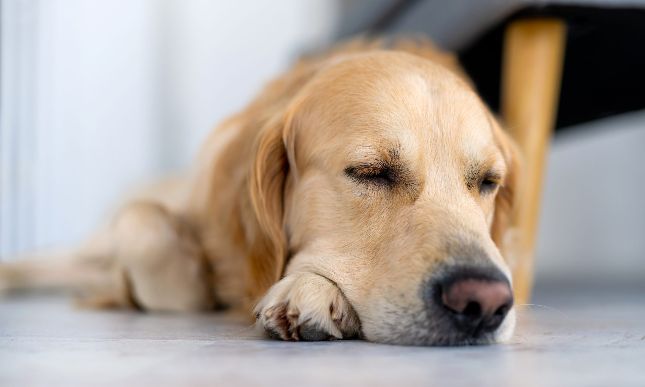 golden retriever dog indoors